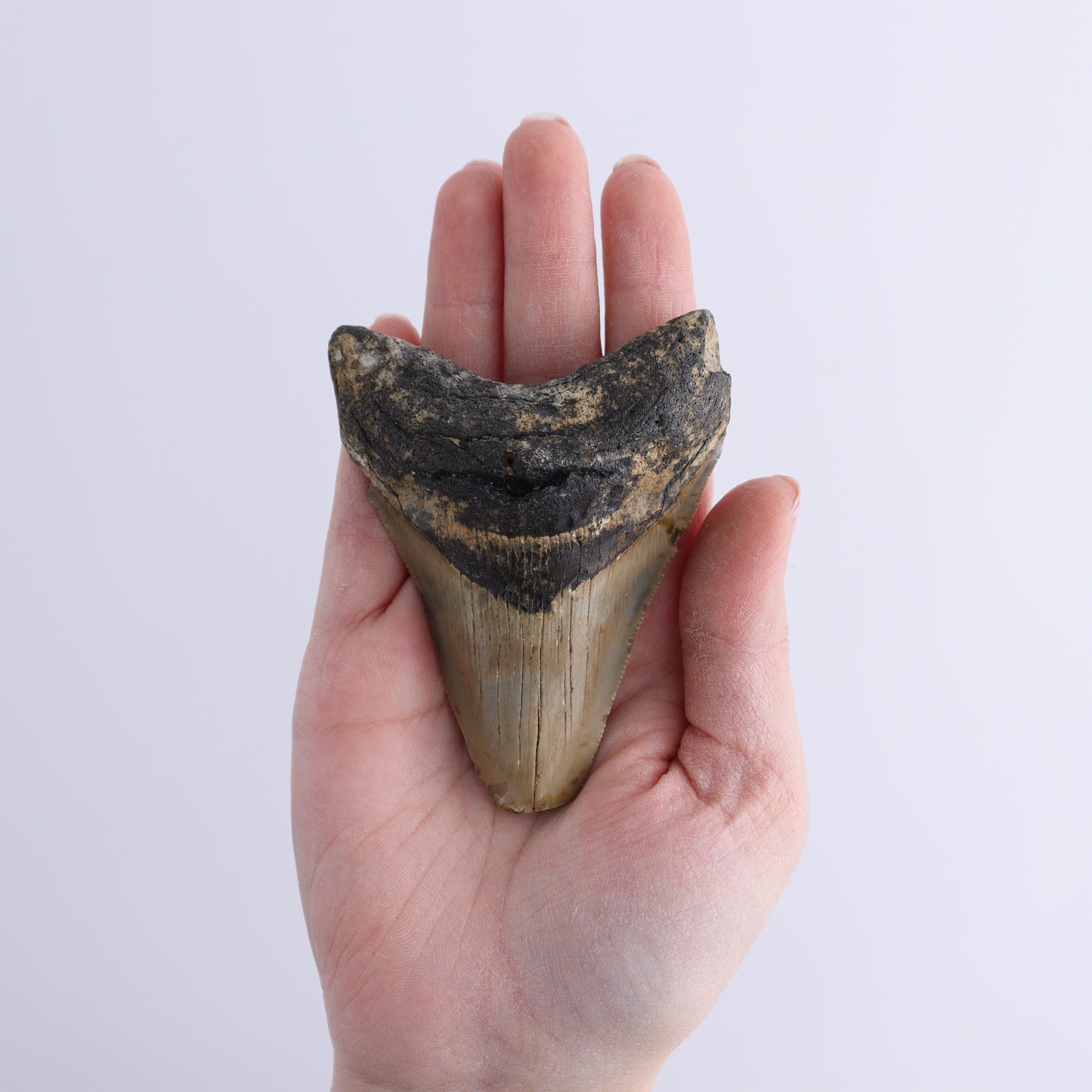 Megalodon Teeth Set of 2 - Expert Wholesale and Supplier of Wholesale Crystals & Bulk Gemstones, ["Megalodon Teeth","United States"]