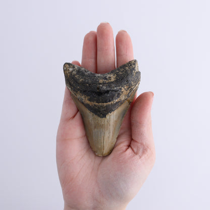 Megalodon Teeth Set of 2 - Expert Wholesale and Supplier of Wholesale Crystals & Bulk Gemstones, ["Megalodon Teeth","United States"]