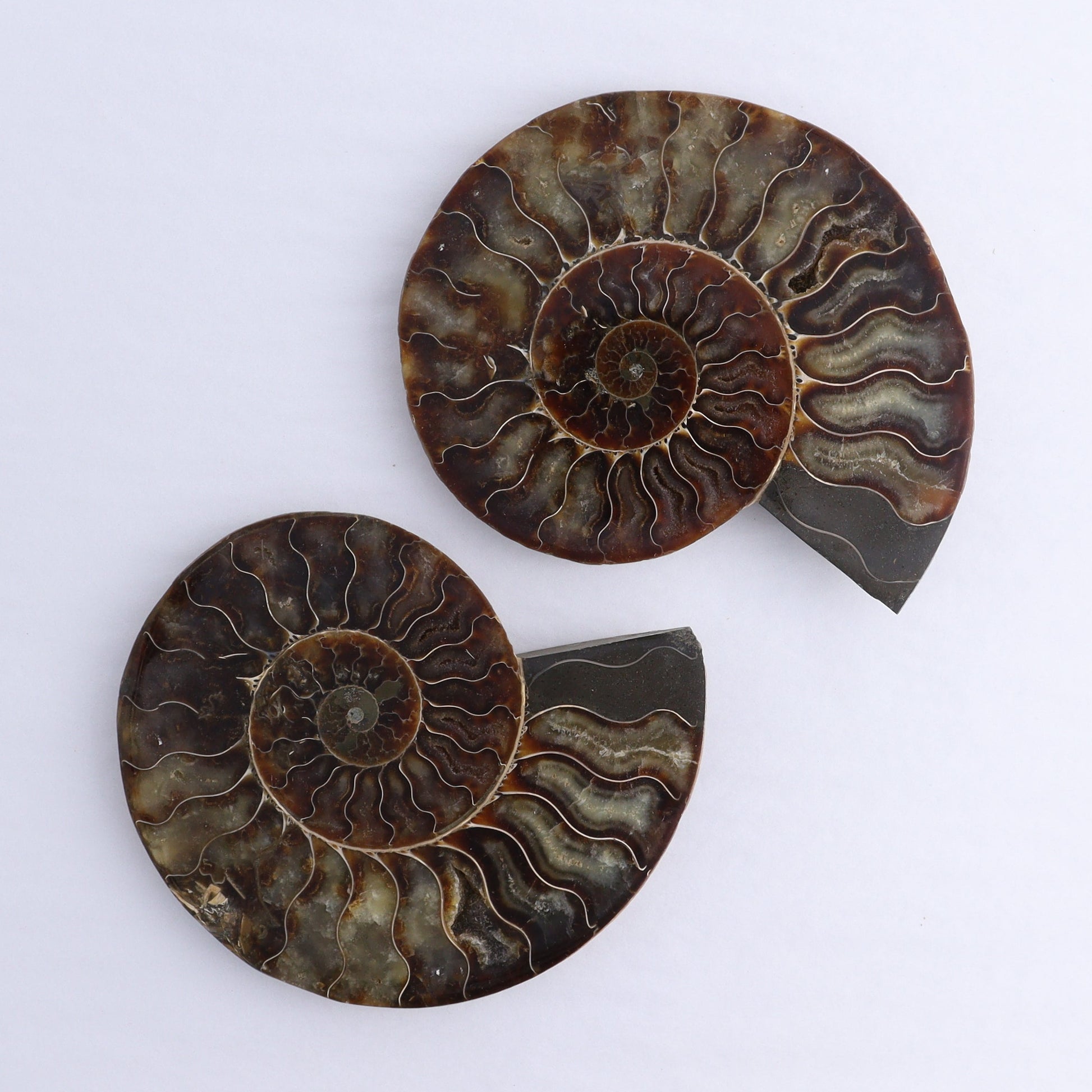 Ammonite Shells Set of 6 - Expert Wholesale and Supplier of Wholesale Crystals & Bulk Gemstones, ["Ammonite","Madagascar","shells"]