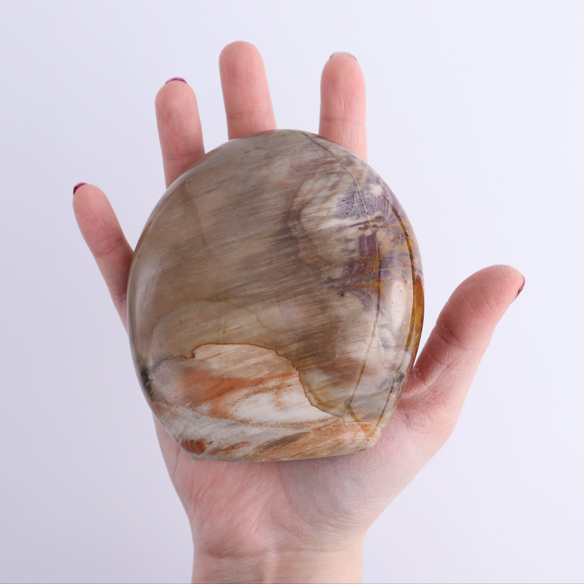 Petrified Wood Freeforms Set of 3 - Expert Wholesale and Supplier of Wholesale Crystals & Bulk Gemstones, ["Freeform","Freeforms","Madagascar","Petrified Wood"]