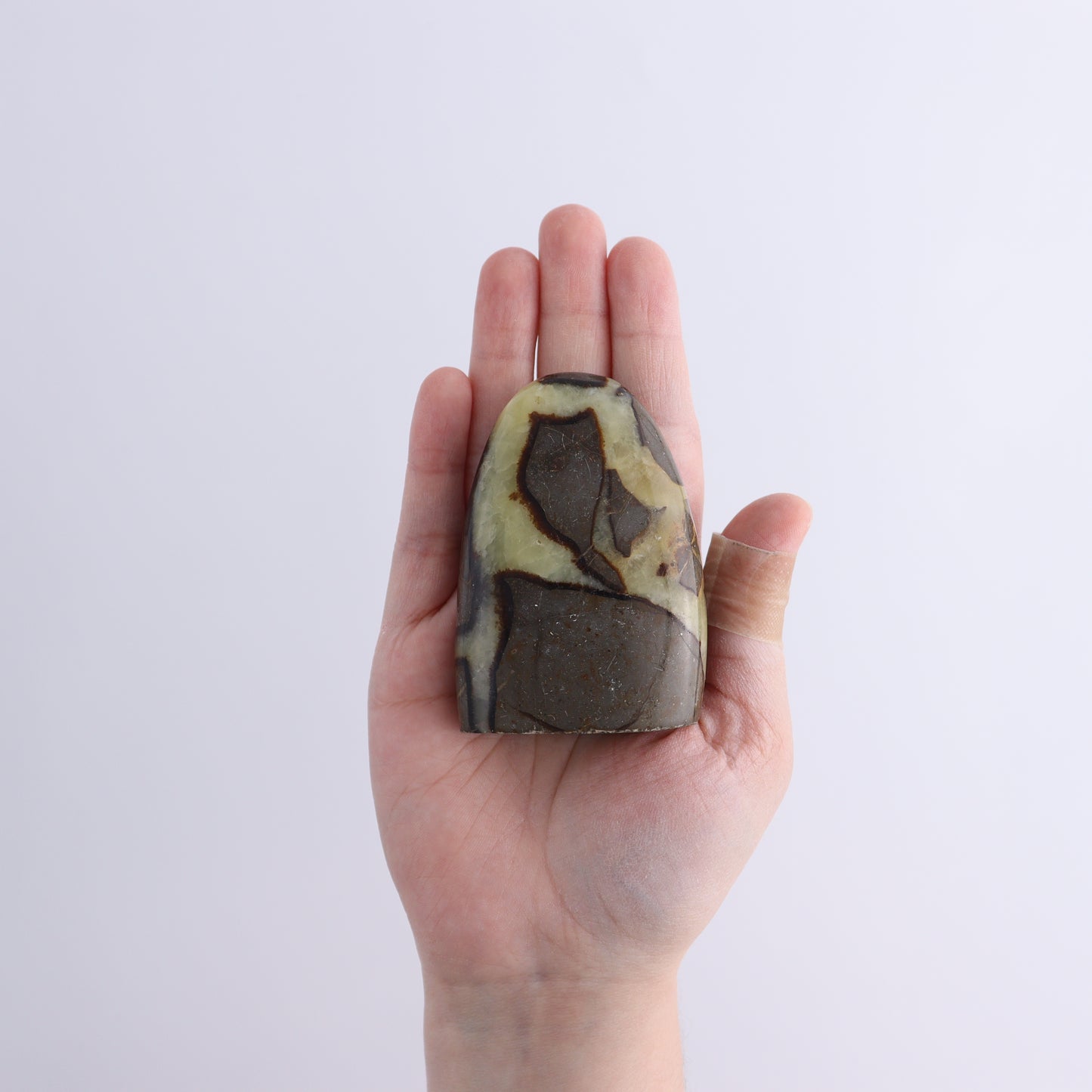 Septarian Freeforms Set of 12 - Expert Wholesale and Supplier of Wholesale Crystals & Bulk Gemstones, ["Flats","Freeforms","Madagascar","Septarian"]