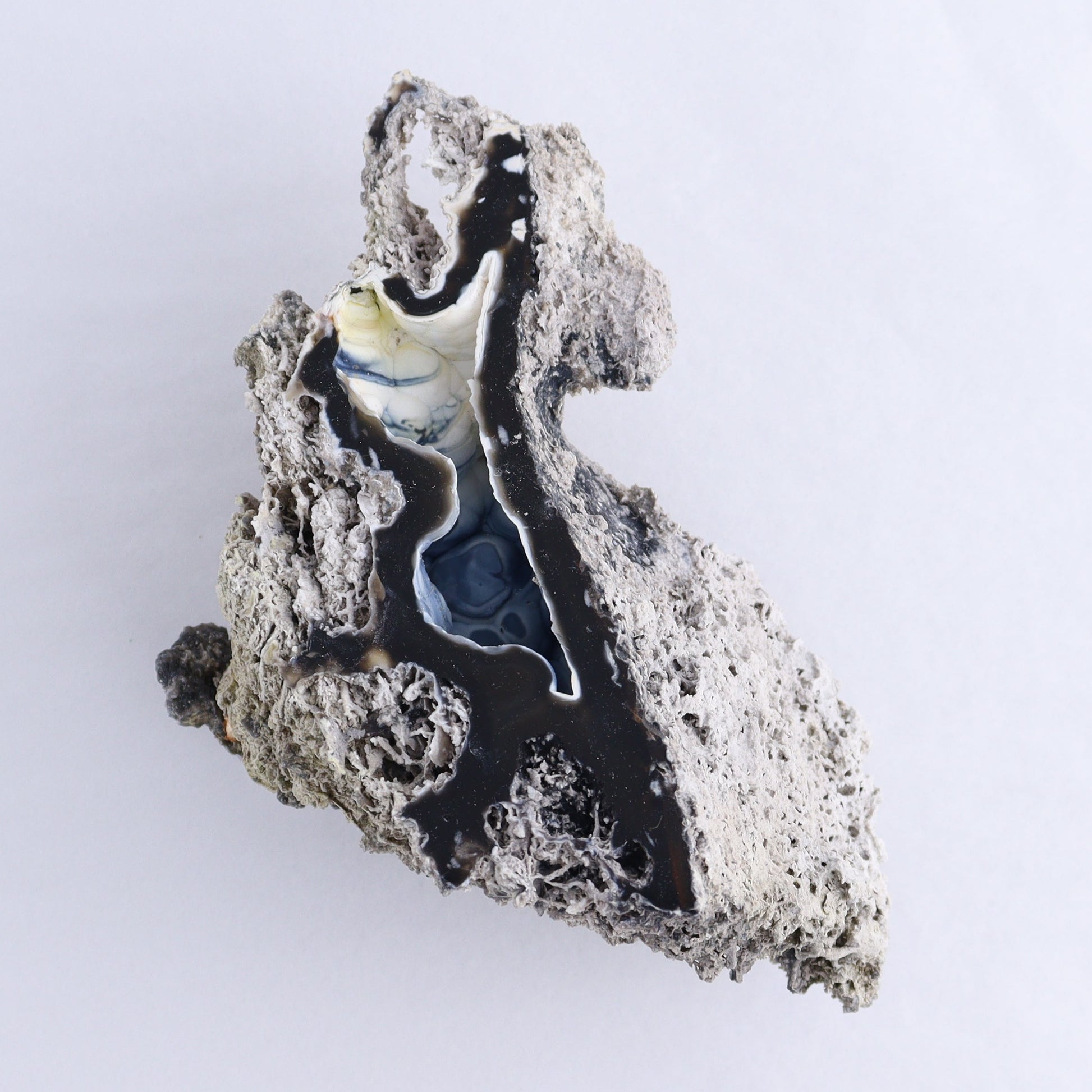 Agatized Coral Flat - Expert Wholesale and Supplier of Wholesale Crystals & Bulk Gemstones, ["Agate","Agatized Coral","Coral","United States"]