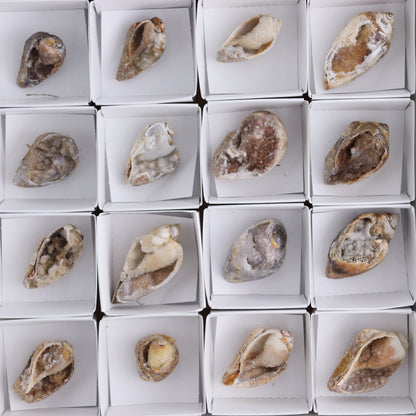 Crystalized Shells Set of 24 - Expert Wholesale and Supplier of Wholesale Crystals & Bulk Gemstones, ["Crystalized Shell","India","shell","shells"]