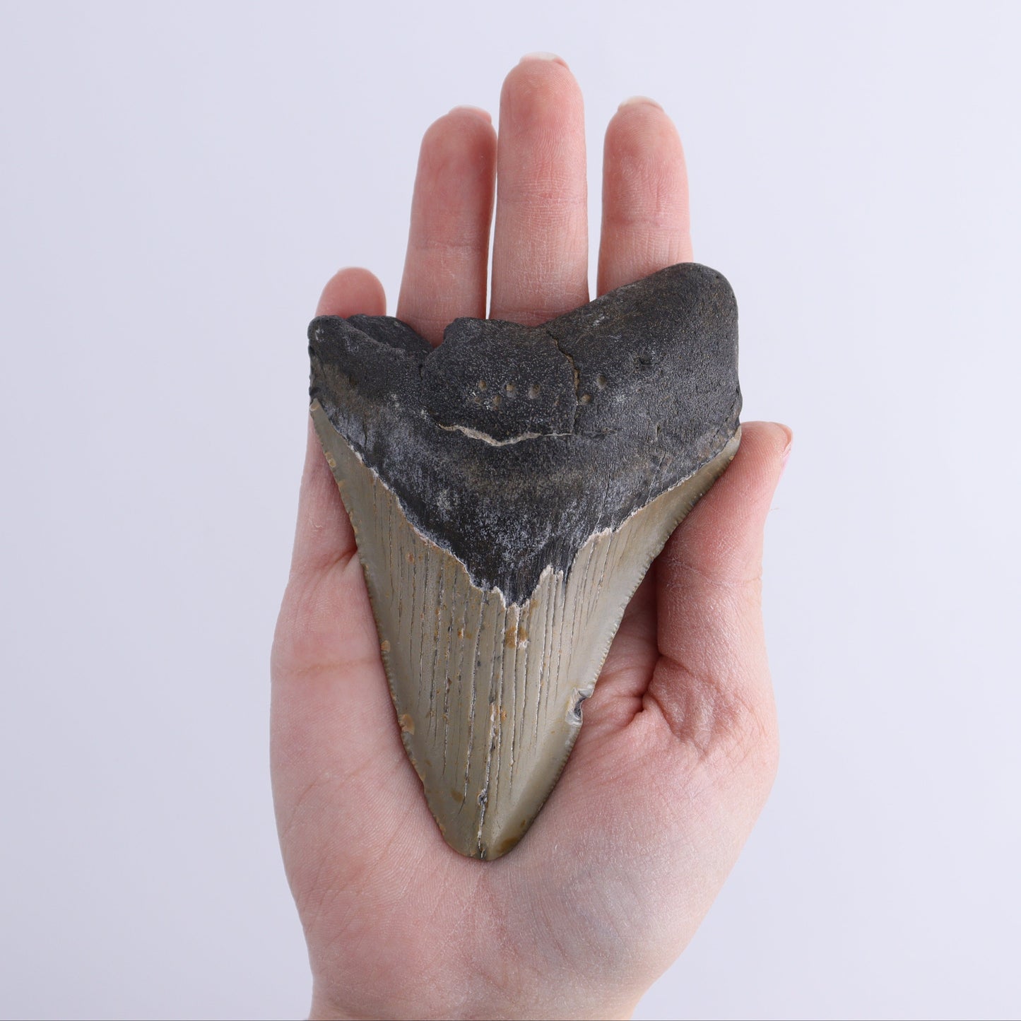 Megalodon Teeth Set of 2 - Expert Wholesale and Supplier of Wholesale Crystals & Bulk Gemstones, ["Megalodon Teeth","United States"]