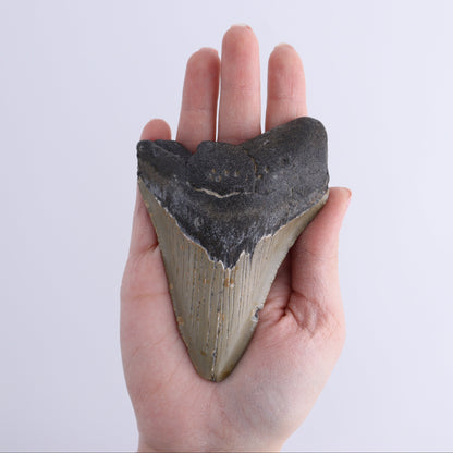 Megalodon Teeth Set of 2 - Expert Wholesale and Supplier of Wholesale Crystals & Bulk Gemstones, ["Megalodon Teeth","United States"]