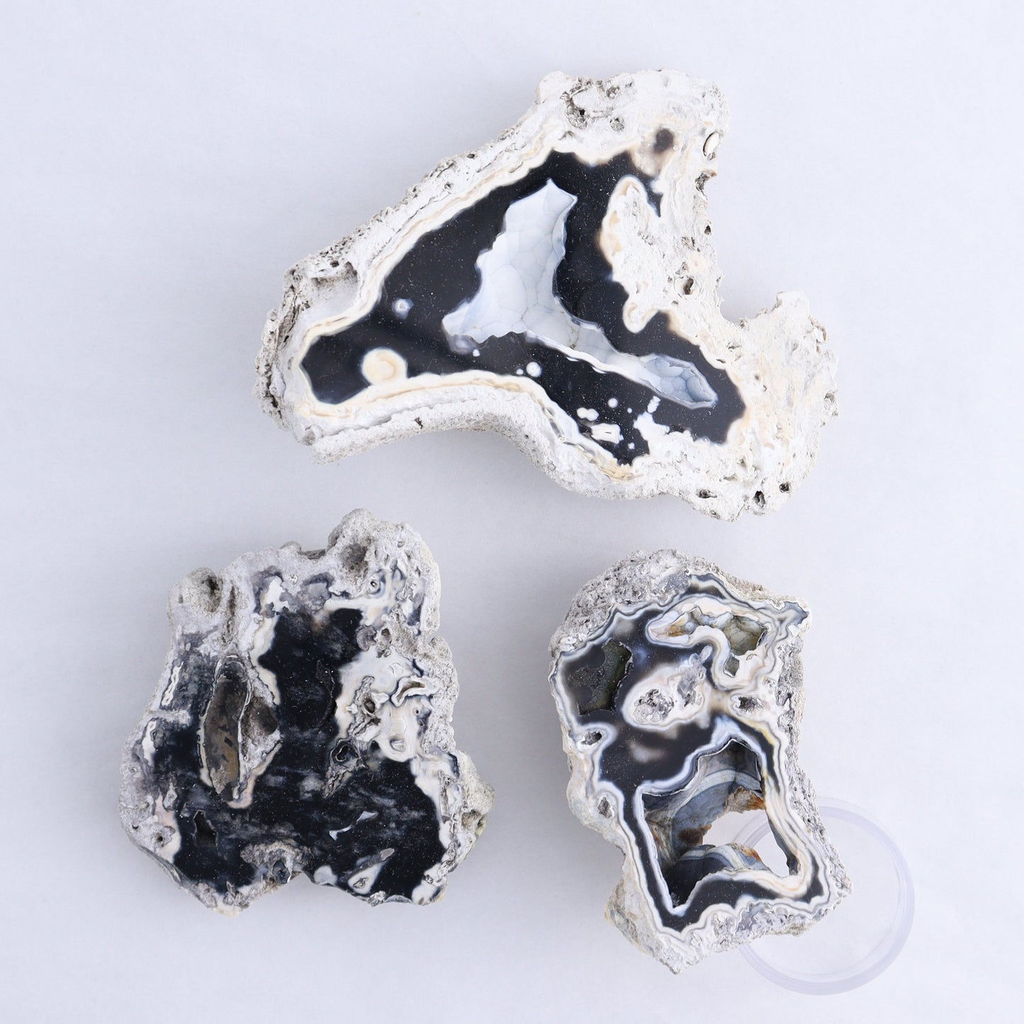 Agatized Coral Flat - Expert Wholesale and Supplier of Wholesale Crystals & Bulk Gemstones, ["Agate","Agatized Coral","Coral","United States"]