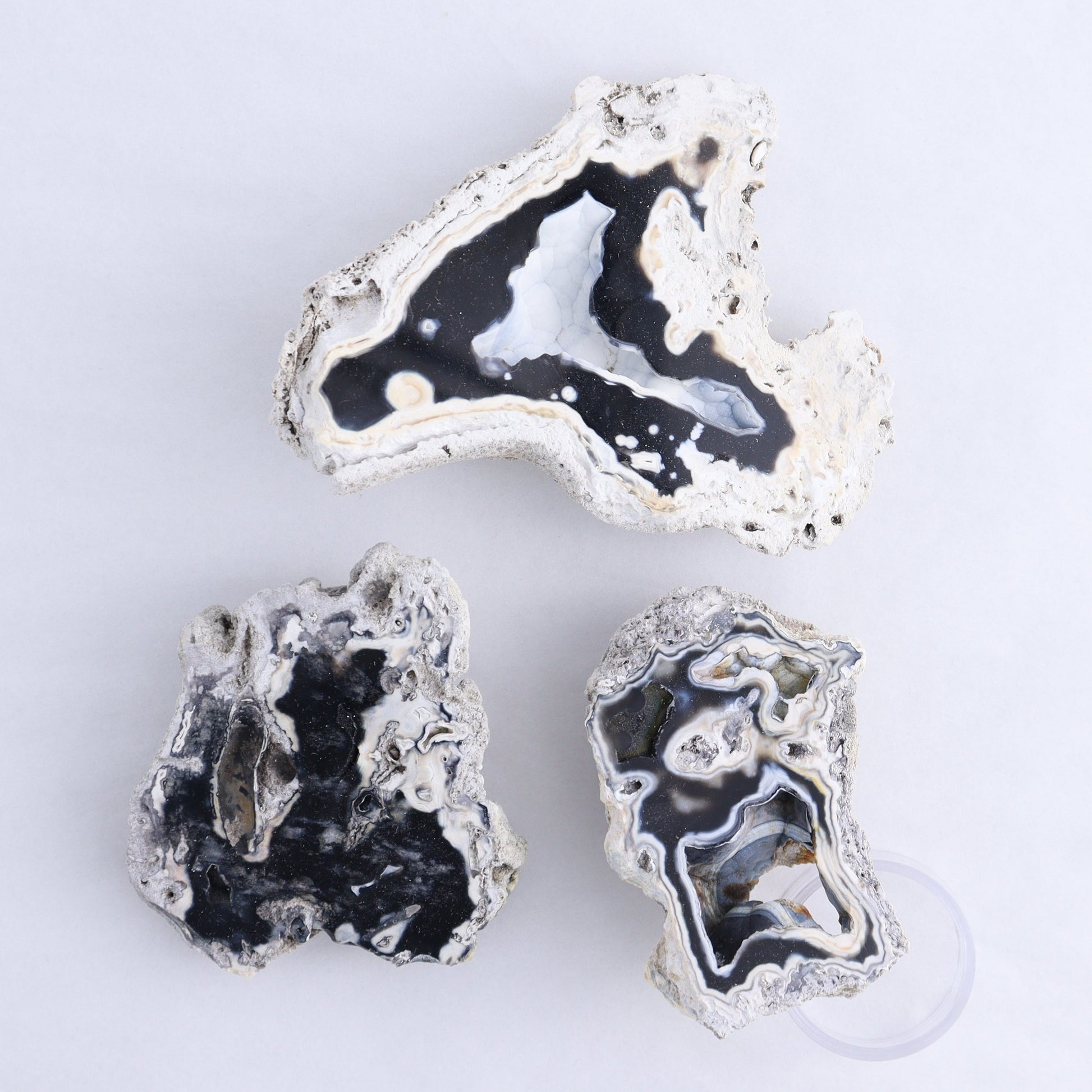 Agatized Coral Flat - Expert Wholesale and Supplier of Wholesale Crystals & Bulk Gemstones, ["Agate","Agatized Coral","Coral","United States"]