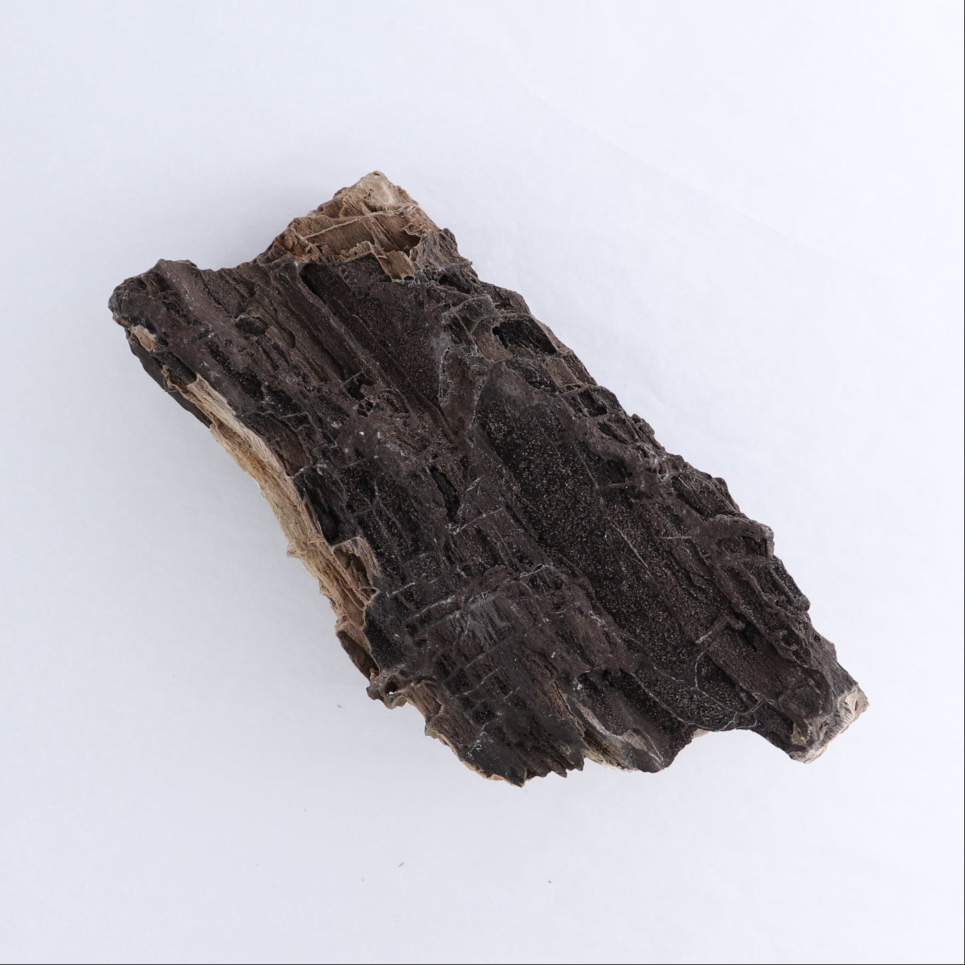 Permineralized Wood Log