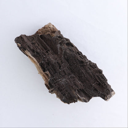 Permineralized Wood Log