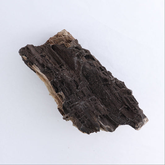 Permineralized Wood Log