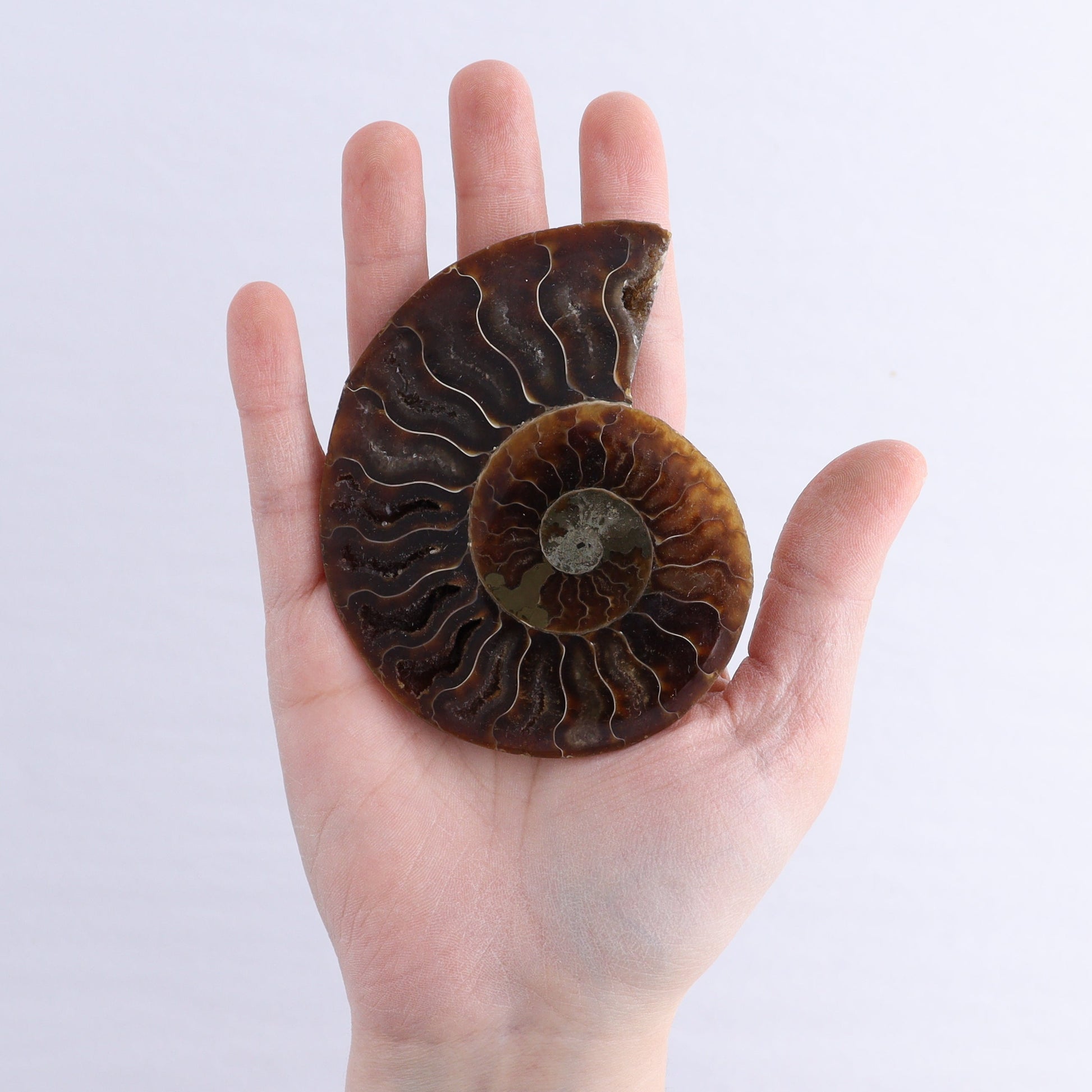 Ammonite Shells Set of 6 - Expert Wholesale and Supplier of Wholesale Crystals & Bulk Gemstones, ["Ammonite","Madagascar","shells"]