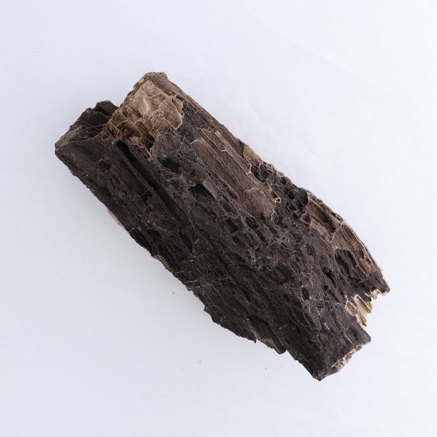 Permineralized Wood Log