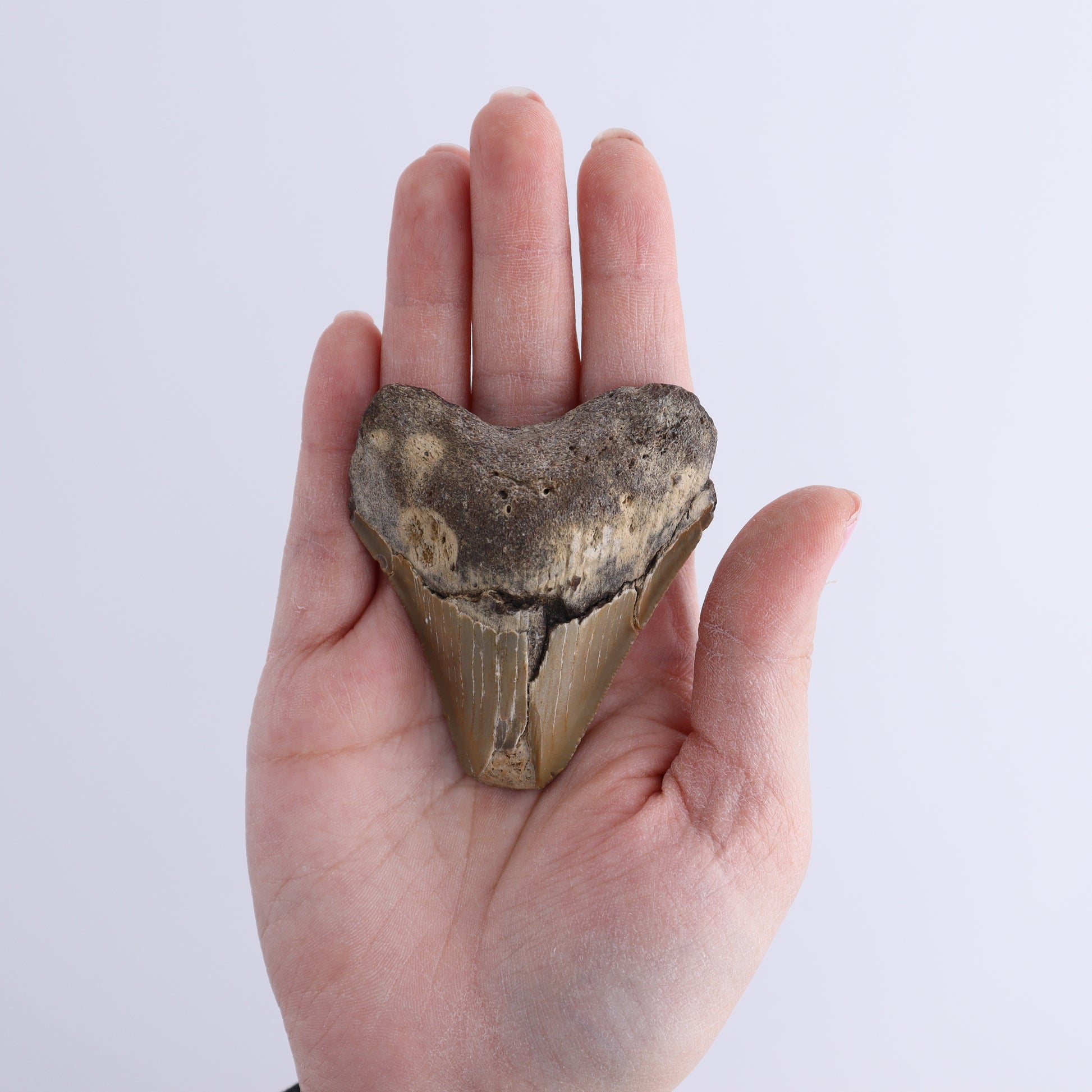 Megalodon Teeth Set of 2 - Expert Wholesale and Supplier of Wholesale Crystals & Bulk Gemstones, ["Megalodon Teeth","United States"]