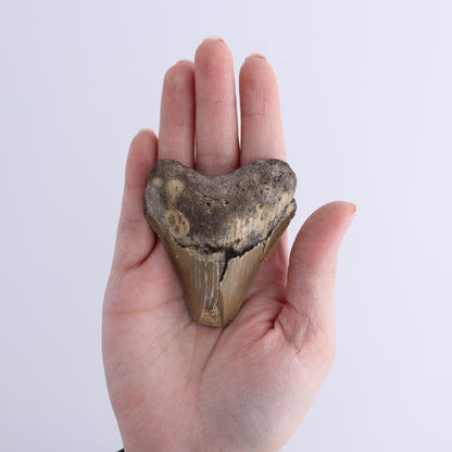 Megalodon Teeth Set of 2 - Expert Wholesale and Supplier of Wholesale Crystals & Bulk Gemstones, ["Megalodon Teeth","United States"]
