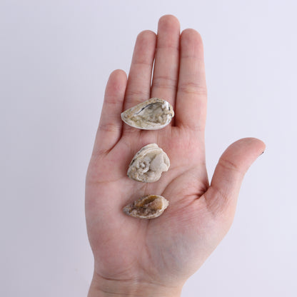 Crystalized Shells Set of 24 - Expert Wholesale and Supplier of Wholesale Crystals & Bulk Gemstones, ["Crystalized Shell","India","shell","shells"]