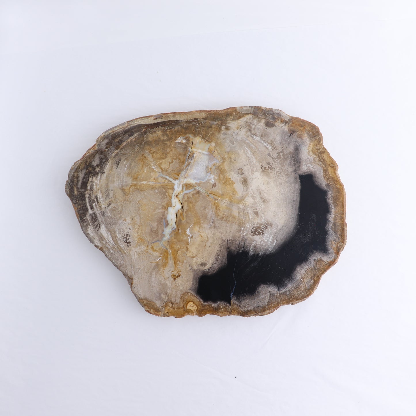 Petrified Wood Slab