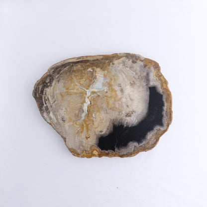 Petrified Wood Slab