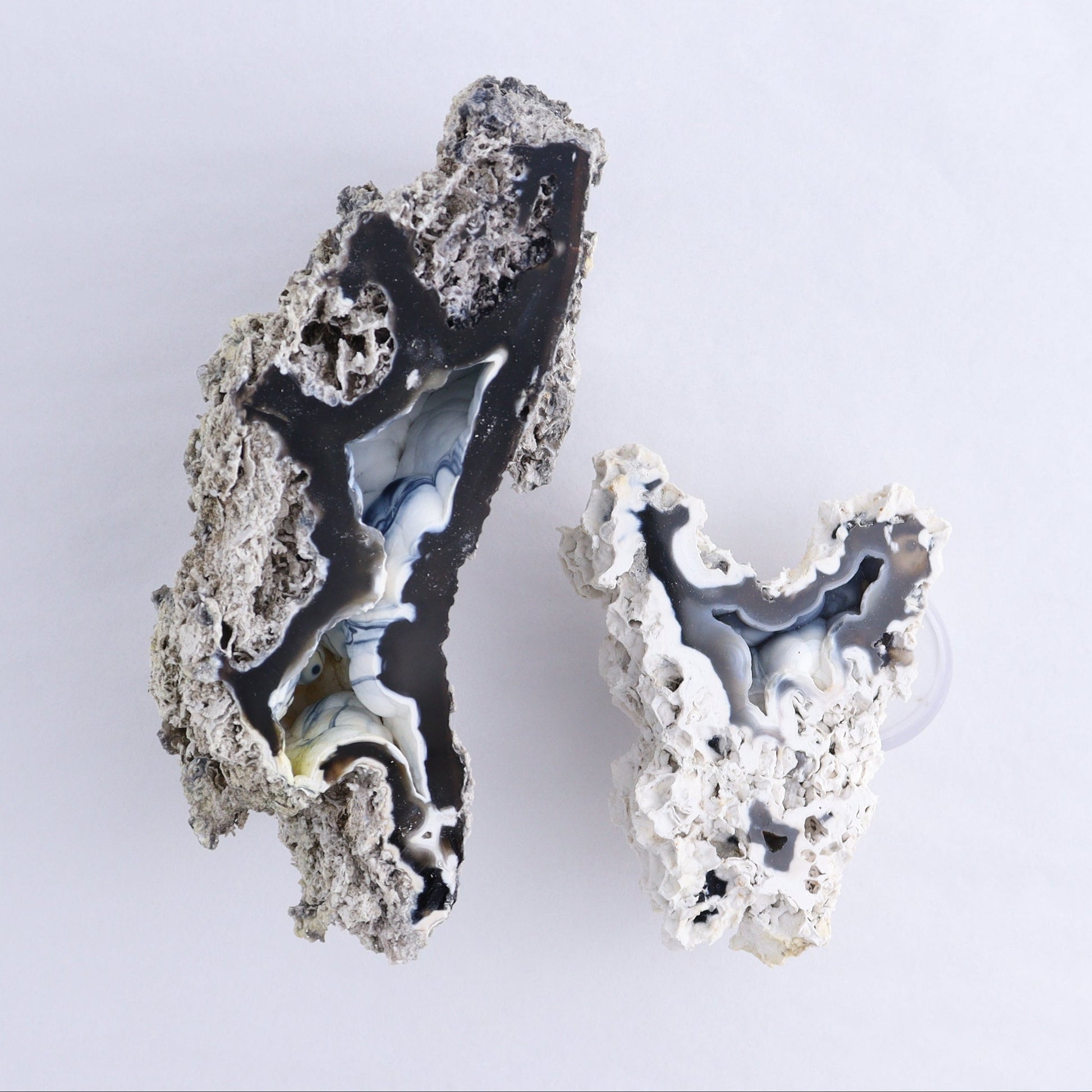 Agatized Coral Flat - Expert Wholesale and Supplier of Wholesale Crystals & Bulk Gemstones, ["Agate","Agatized Coral","Coral","United States"]