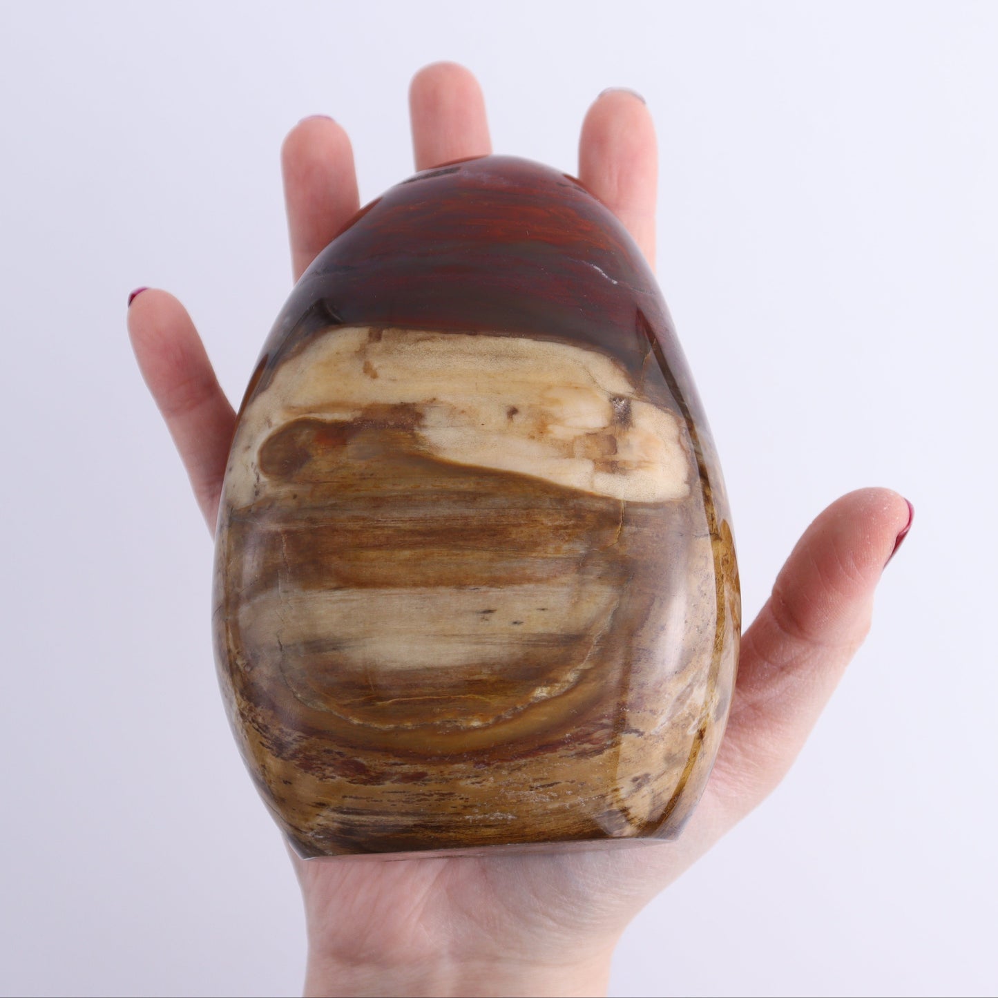 Petrified Wood Freeforms Set of 3 - Expert Wholesale and Supplier of Wholesale Crystals & Bulk Gemstones, ["Freeform","Freeforms","Madagascar","Petrified Wood"]