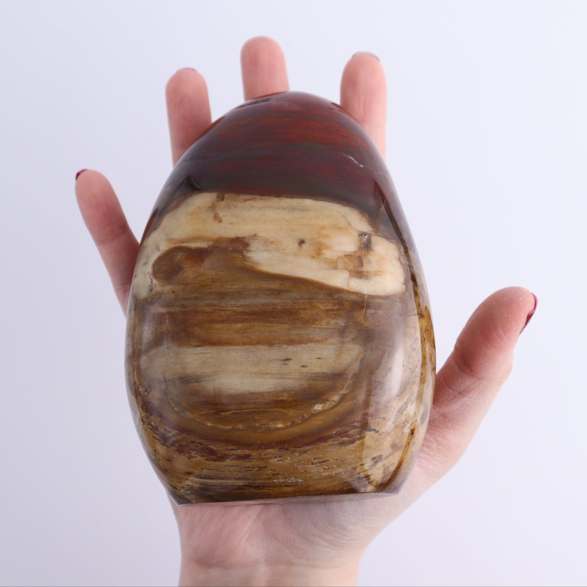 Petrified Wood Freeforms Set of 3 - Expert Wholesale and Supplier of Wholesale Crystals & Bulk Gemstones, ["Freeform","Freeforms","Madagascar","Petrified Wood"]