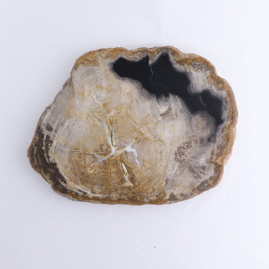 Petrified Wood Slab