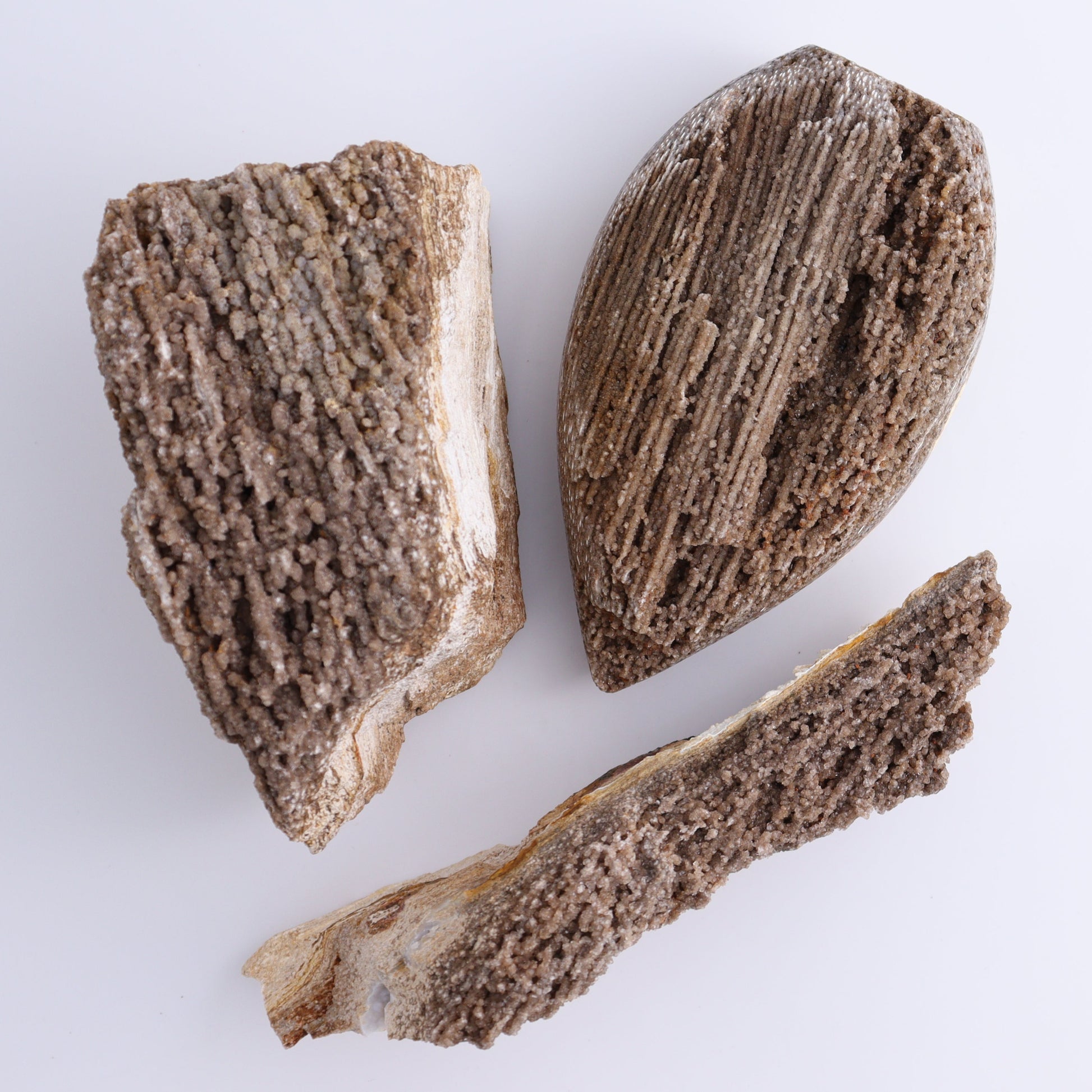 Petrified Wood Rough Set of 3 - Expert Wholesale and Supplier of Wholesale Crystals & Bulk Gemstones, ["Freeforms","Petrified Wood","Rough"]