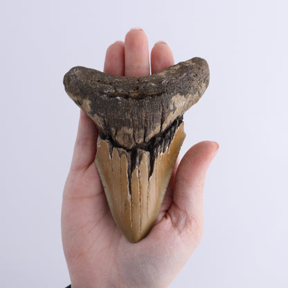 Megalodon Teeth Set of 2 - Expert Wholesale and Supplier of Wholesale Crystals & Bulk Gemstones, ["Megalodon Teeth","United States"]