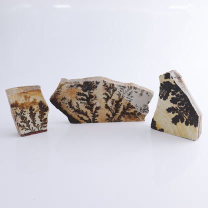 Dendrites Flat Set of 5 - Expert Wholesale and Supplier of Wholesale Crystals & Bulk Gemstones, ["Dendrite","Flats"]