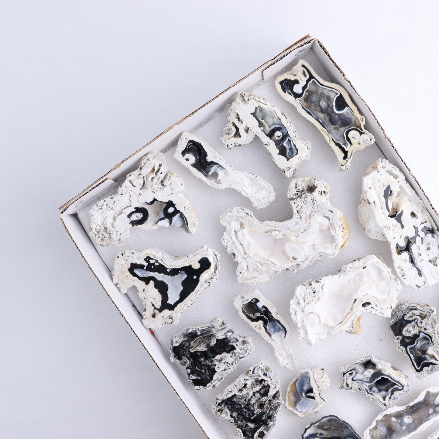 Agatized Coral Flat - Expert Wholesale and Supplier of Wholesale Crystals & Bulk Gemstones, ["Agate","Agatized Coral","Coral","United States"]