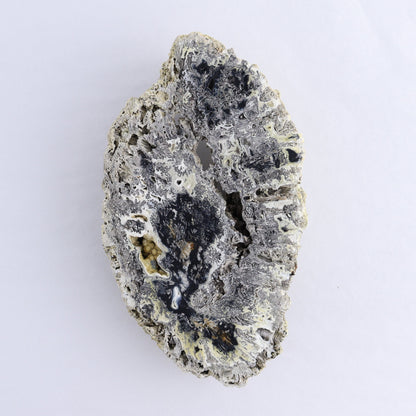 Agatized Coral Flat - Expert Wholesale and Supplier of Wholesale Crystals & Bulk Gemstones, ["Agate","Agatized Coral","Coral","United States"]