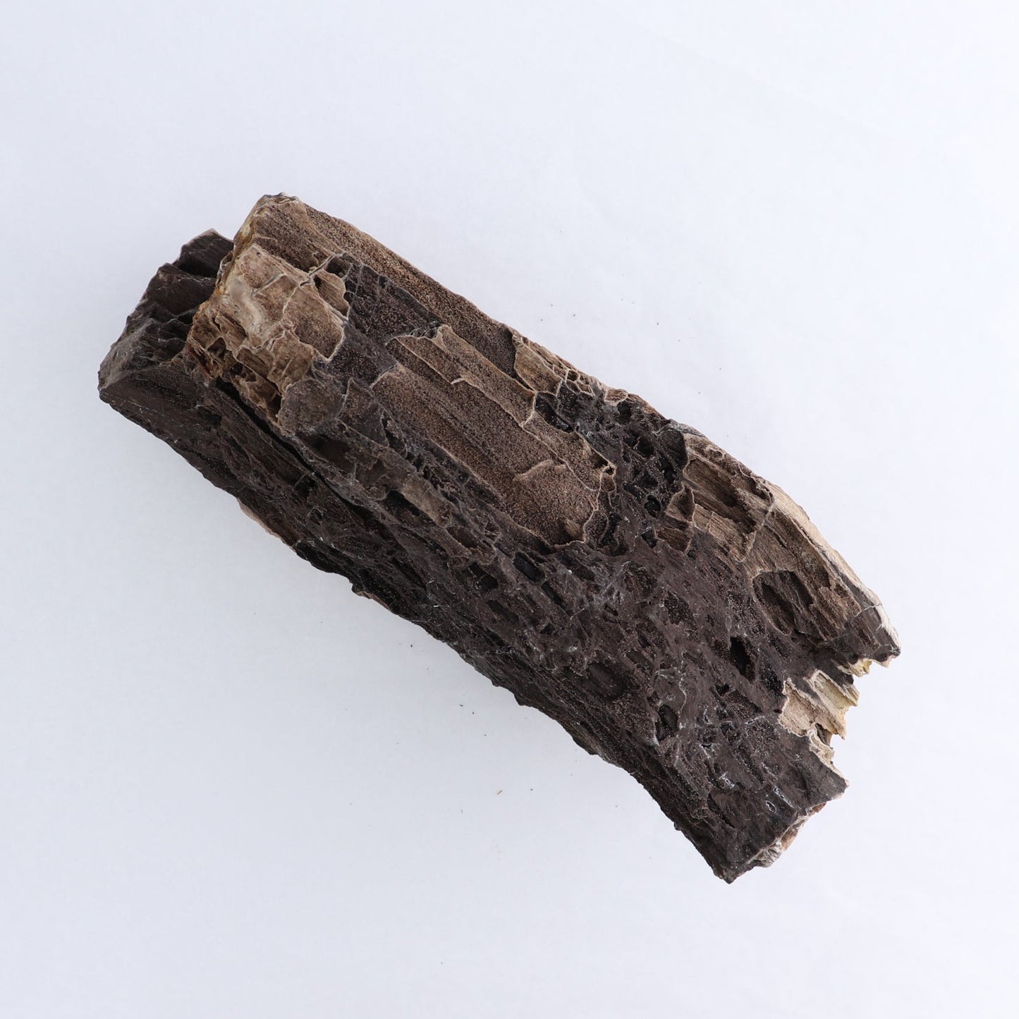 Permineralized Wood Log