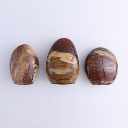 Petrified Wood Freeforms Set of 3 - Expert Wholesale and Supplier of Wholesale Crystals & Bulk Gemstones, ["Freeform","Freeforms","Madagascar","Petrified Wood"]