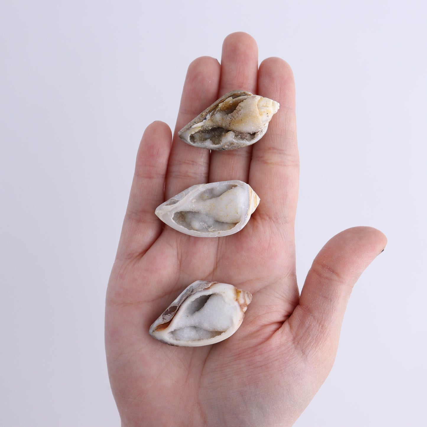 Crystalized Shells Set of 24 - Expert Wholesale and Supplier of Wholesale Crystals & Bulk Gemstones, ["Crystalized Shell","India","shell","shells"]
