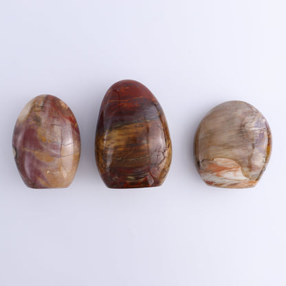 Petrified Wood Freeforms Set of 3 - Expert Wholesale and Supplier of Wholesale Crystals & Bulk Gemstones, ["Freeform","Freeforms","Madagascar","Petrified Wood"]