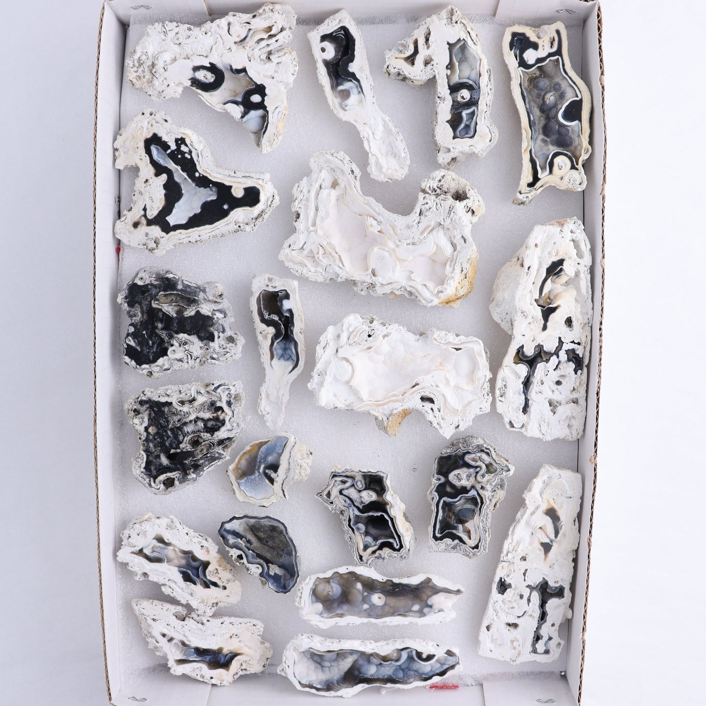 Agatized Coral Flat - Expert Wholesale and Supplier of Wholesale Crystals & Bulk Gemstones, ["Agate","Agatized Coral","Coral","United States"]