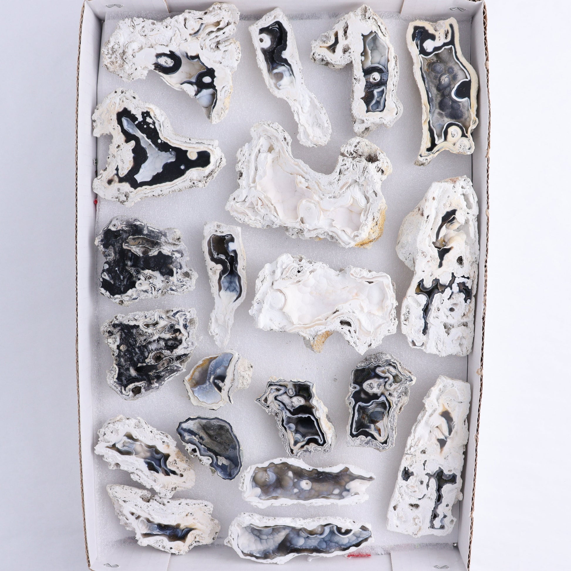 Agatized Coral Flat - Expert Wholesale and Supplier of Wholesale Crystals & Bulk Gemstones, ["Agate","Agatized Coral","Coral","United States"]