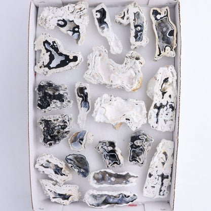 Agatized Coral Flat - Expert Wholesale and Supplier of Wholesale Crystals & Bulk Gemstones, ["Agate","Agatized Coral","Coral","United States"]
