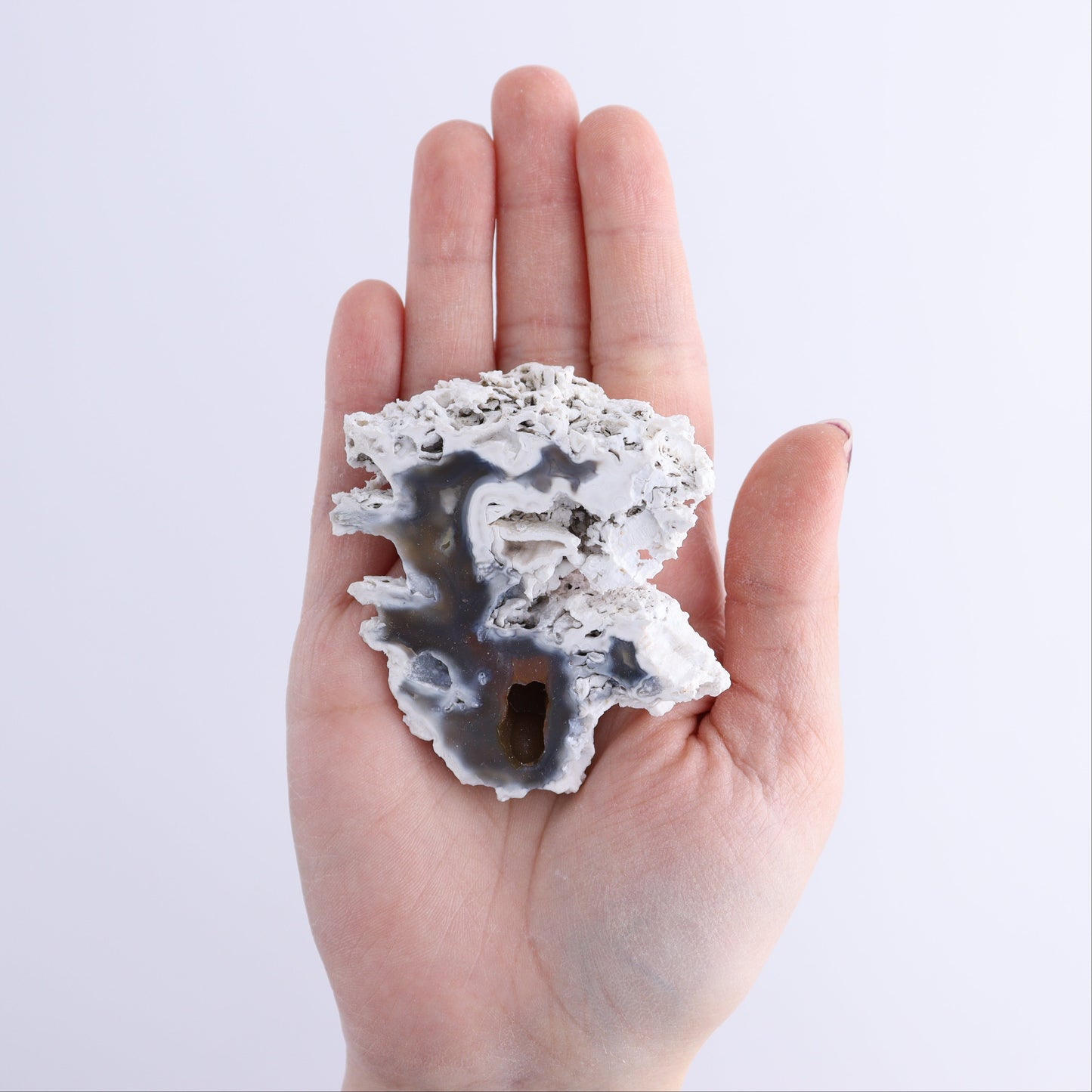 Agatized Coral Flat - Expert Wholesale and Supplier of Wholesale Crystals & Bulk Gemstones, ["Agate","Agatized Coral","Coral","United States"]