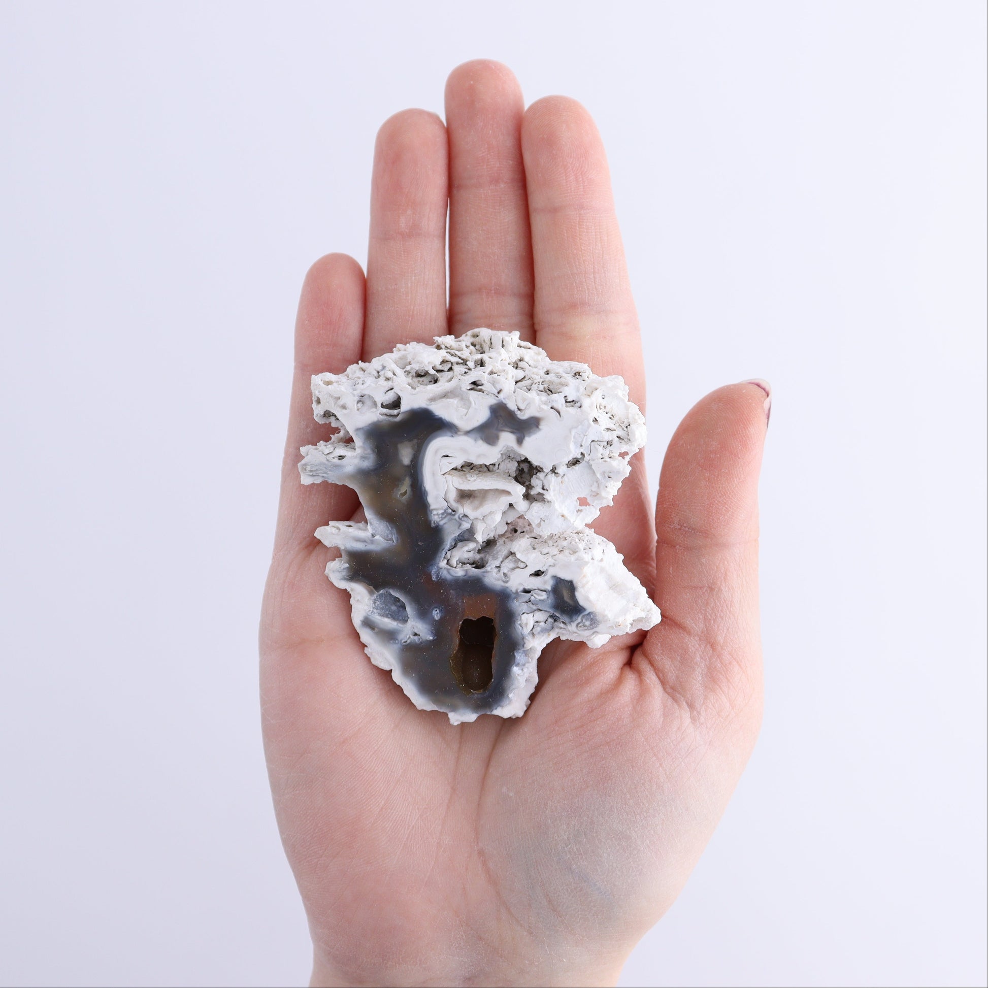 Agatized Coral Flat - Expert Wholesale and Supplier of Wholesale Crystals & Bulk Gemstones, ["Agate","Agatized Coral","Coral","United States"]