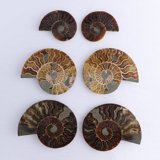 Ammonite Shells Set of 6 - Expert Wholesale and Supplier of Wholesale Crystals & Bulk Gemstones, ["Ammonite","Madagascar","shells"]