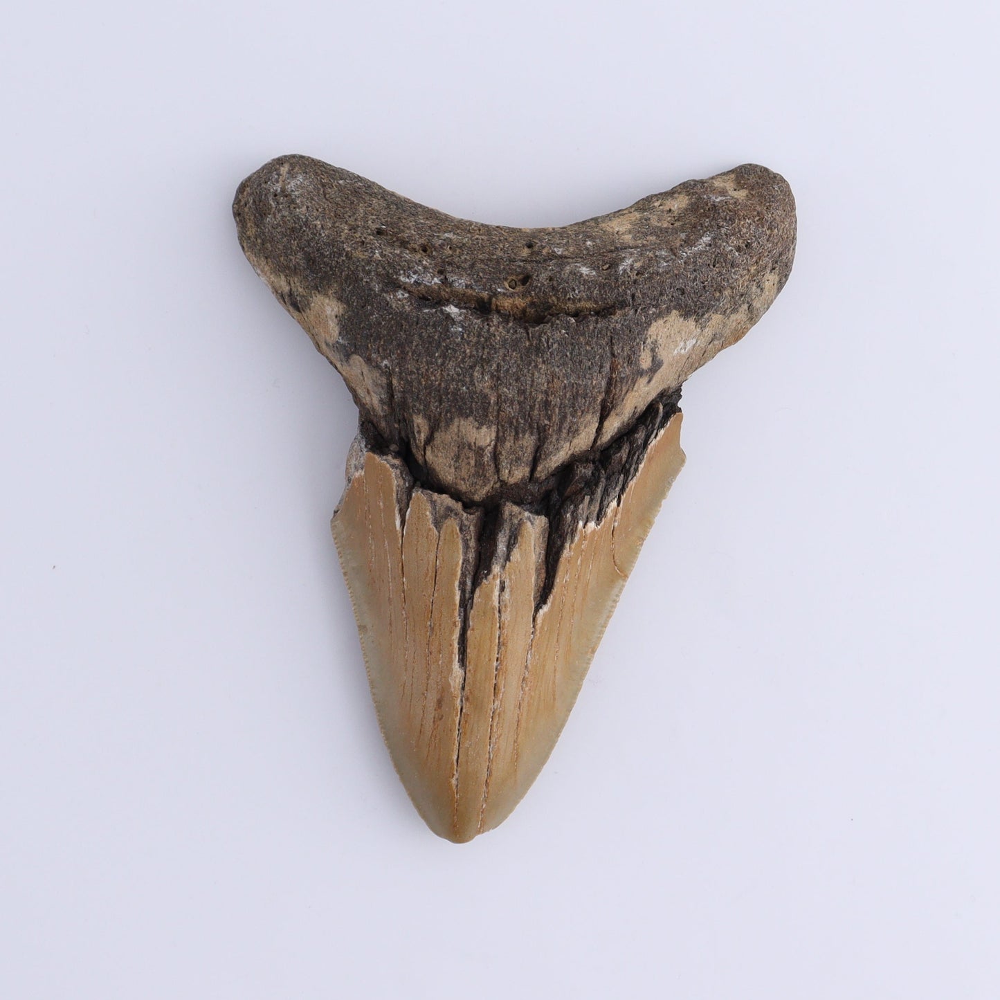 Megalodon Teeth Set of 2 - Expert Wholesale and Supplier of Wholesale Crystals & Bulk Gemstones, ["Megalodon Teeth","United States"]