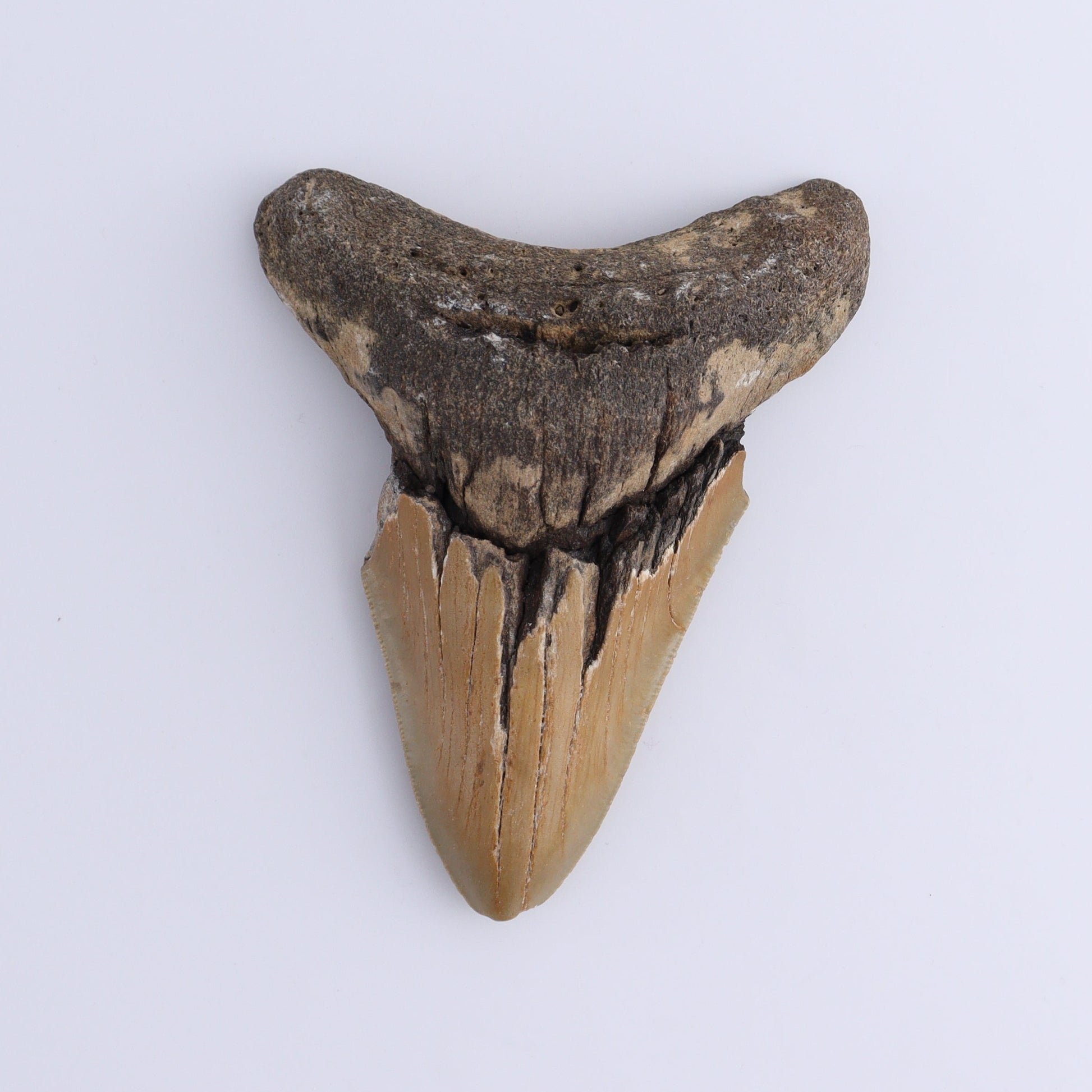Megalodon Teeth Set of 2 - Expert Wholesale and Supplier of Wholesale Crystals & Bulk Gemstones, ["Megalodon Teeth","United States"]