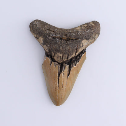 Megalodon Teeth Set of 2 - Expert Wholesale and Supplier of Wholesale Crystals & Bulk Gemstones, ["Megalodon Teeth","United States"]