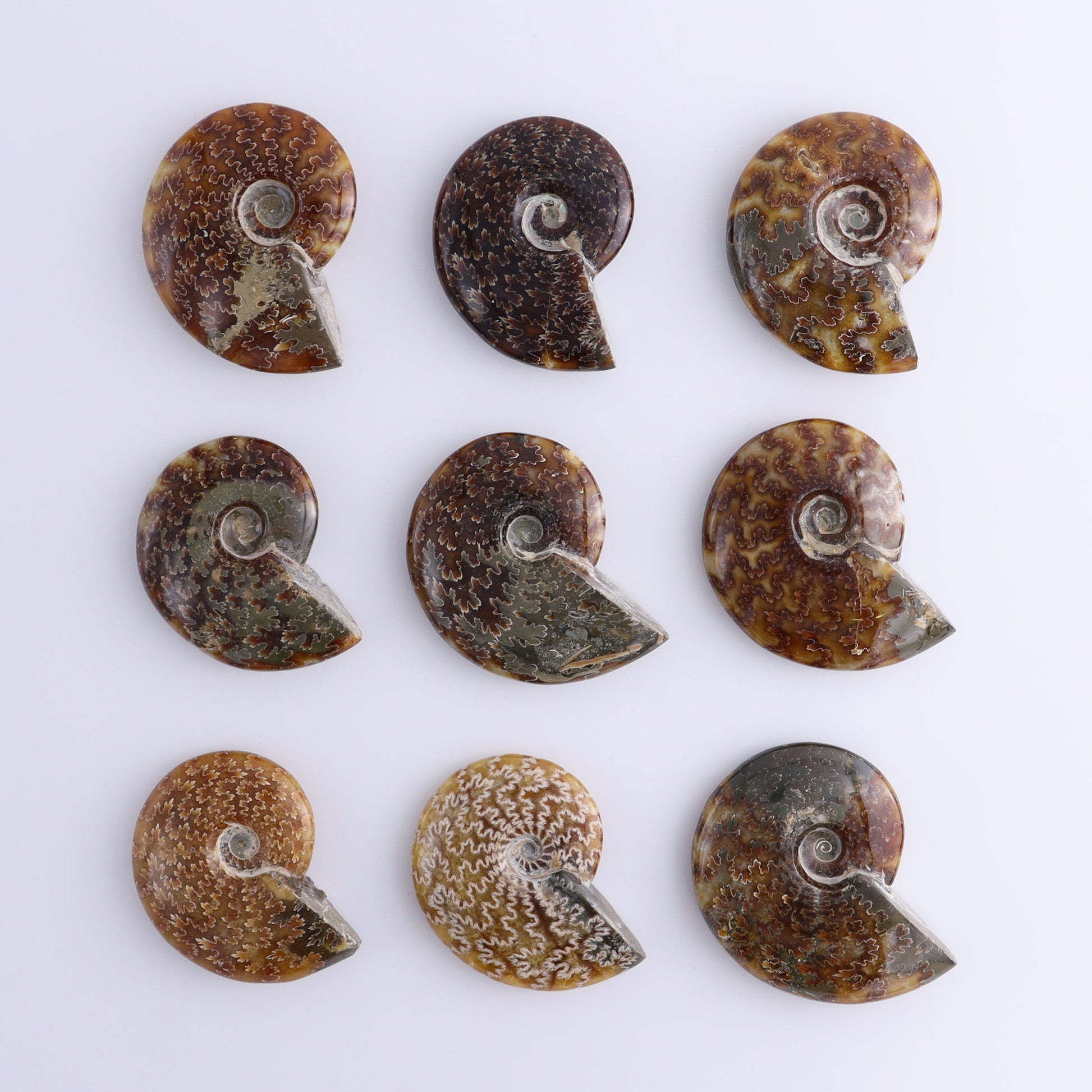 Ammonite Shells Set of 9 - Expert Wholesale and Supplier of Wholesale Crystals & Bulk Gemstones, ["Ammonite","shells"]