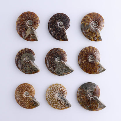 Ammonite Shells Set of 9 - Expert Wholesale and Supplier of Wholesale Crystals & Bulk Gemstones, ["Ammonite","shells"]