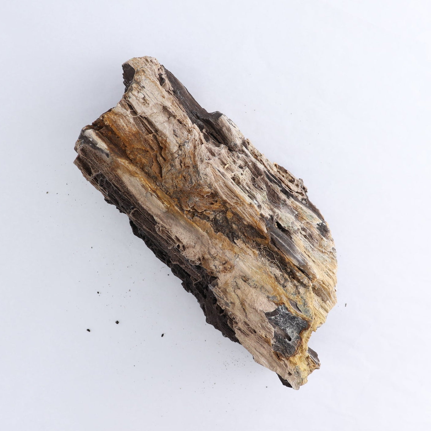 Permineralized Wood Log