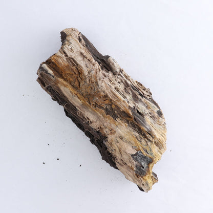 Permineralized Wood Log