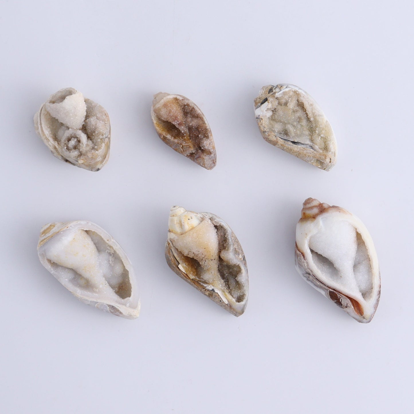 Crystalized Shells Set of 24 - Expert Wholesale and Supplier of Wholesale Crystals & Bulk Gemstones, ["Crystalized Shell","India","shell","shells"]