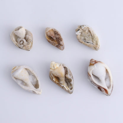 Crystalized Shells Set of 24 - Expert Wholesale and Supplier of Wholesale Crystals & Bulk Gemstones, ["Crystalized Shell","India","shell","shells"]
