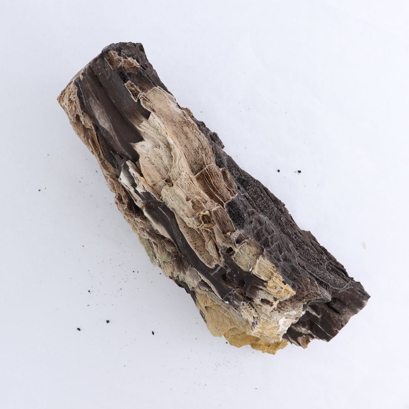 Permineralized Wood Log